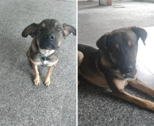 Igor Cagnetto Sfortunato